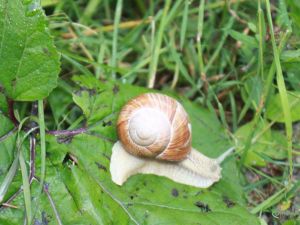 ua1300720wandeltocht03.JPG